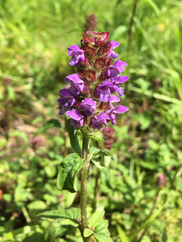 Prunella vulgaris en fleurs dans une prairie fraîche à plus de 2000 mètres d'altitude